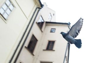 Zabíjet plynem, nebo stavět městské holubníky? Města řeší, co s ptáky - Seznam Zprávy